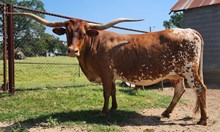 G&L Boot Scootin Shena