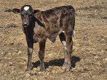 Bull Calf