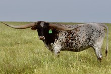 GLR 20 EAGLES ZOOMING