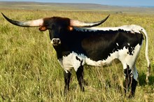 GLR 20 CACTUS MERMAIDS