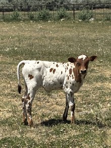 WL Drop 50 Pennies "Penny"