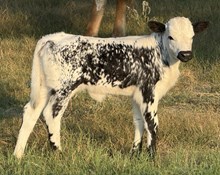 🔵🦆3J Sally Rabbit (Heifer)