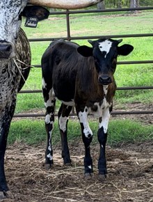 JACK RABBIT X FABALOUS FANTASY