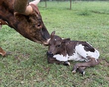 PCC Dash Of Class x PCC Jack Rabbit