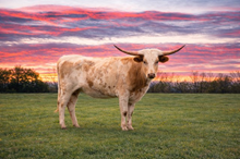 PCC Belle Of The Ball