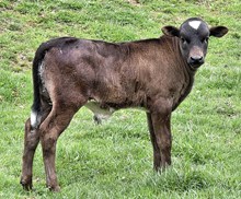 Bull Calf