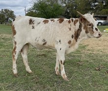 Golden Mocha Swirl SRR